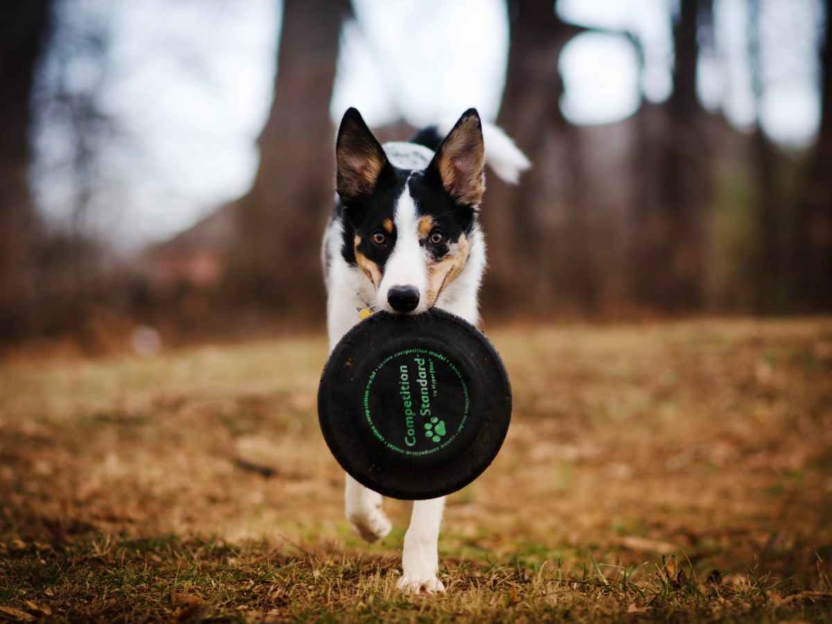 Neu-Ulm – Discgolf