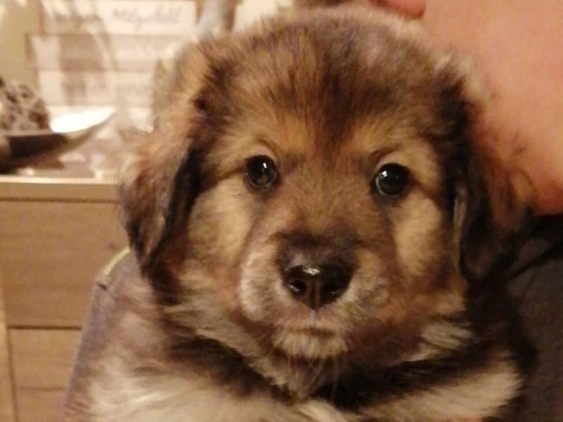 Yuna – Die kleine&nbsp;Fellnase