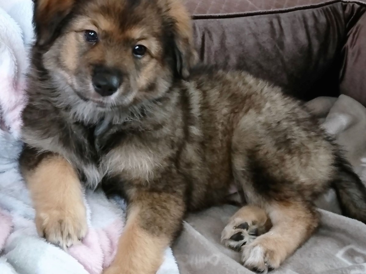 Yuna – ein Hundebett im&nbsp;Himmel